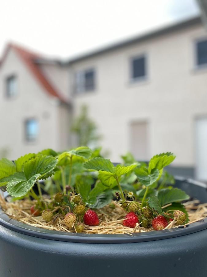 Fewo Sulzer Siedlung Haus 6 * Erfurt